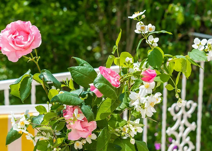 Appartement Bind Cavtat